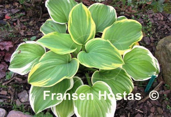 Hosta Fragrant Dream - Fransen Hostas